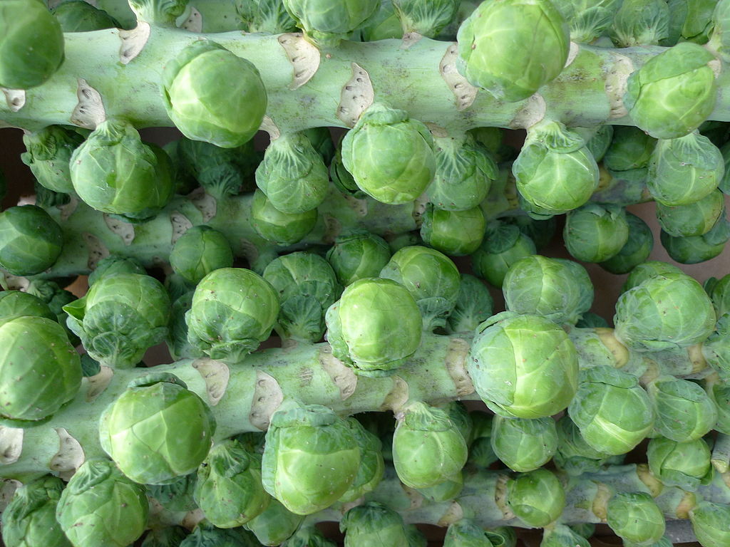 National Sprout Day