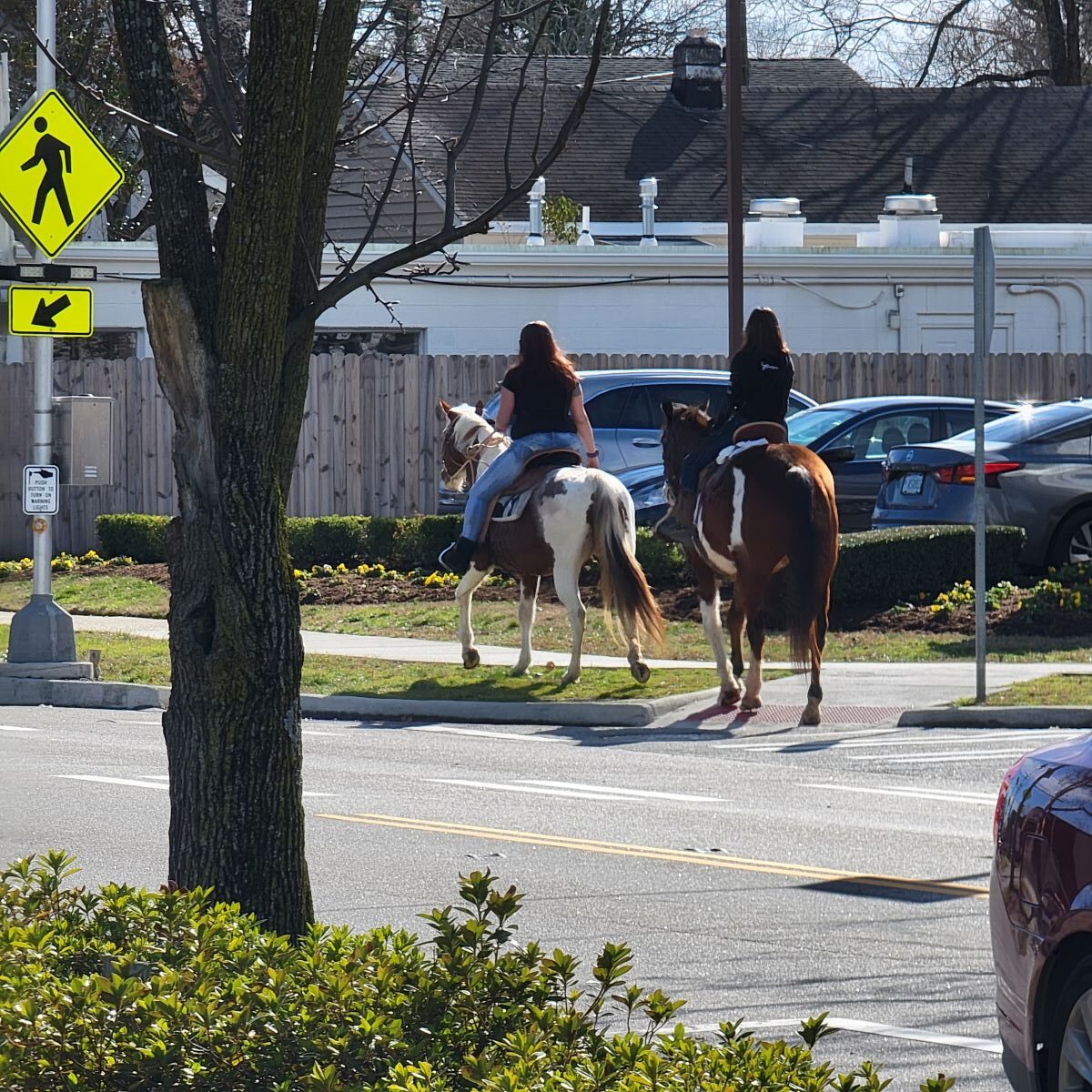 Horses on Colley Avenue in Norfolk
