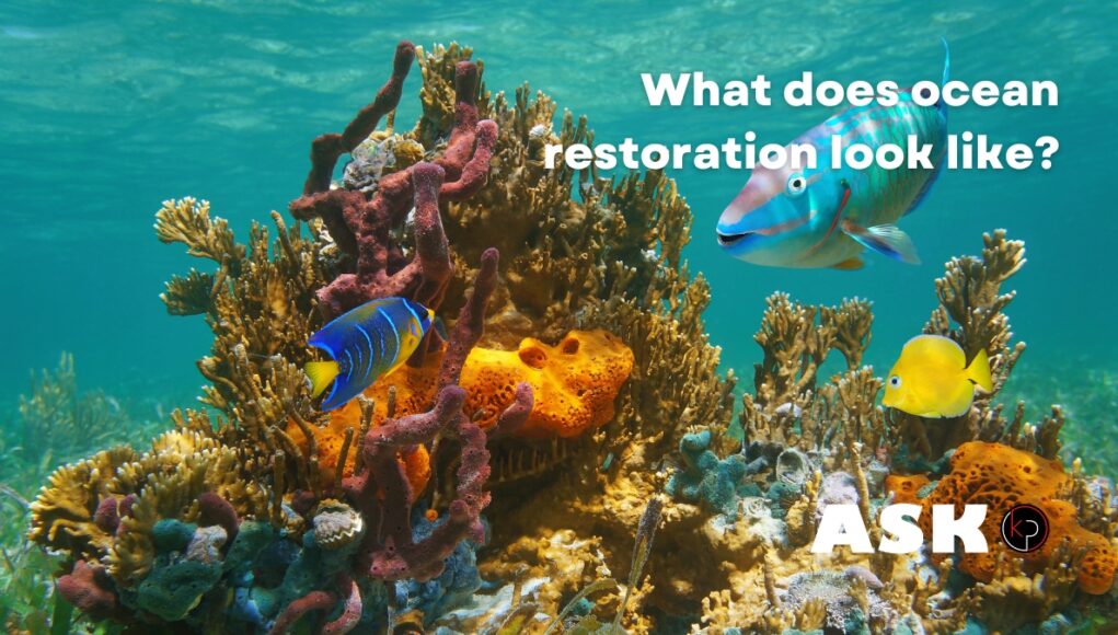 How Ocean Restoration Supports Climate Goals