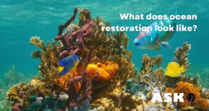 How Ocean Restoration Supports Climate Goals