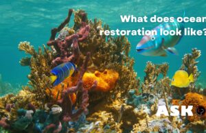 How Ocean Restoration Supports Climate Goals How Ocean Restoration Supports Climate Goals