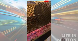 Roasting Chestnuts at the Grand Marché de Noël de Montréal Roasting Chestnuts at the Grand Marché de Noël de Montréal