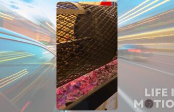 Roasting Chestnuts at the Grand Marché de Noël de Montréal Roasting Chestnuts at the Grand Marché de Noël de Montréal